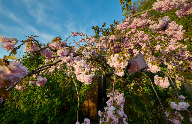 Cherry Blossom April 2023