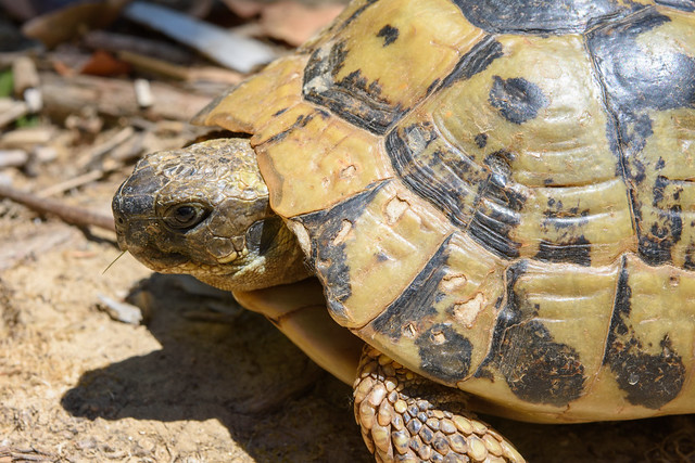 Hermann's tortoise – Testudo hermanni boettgeri