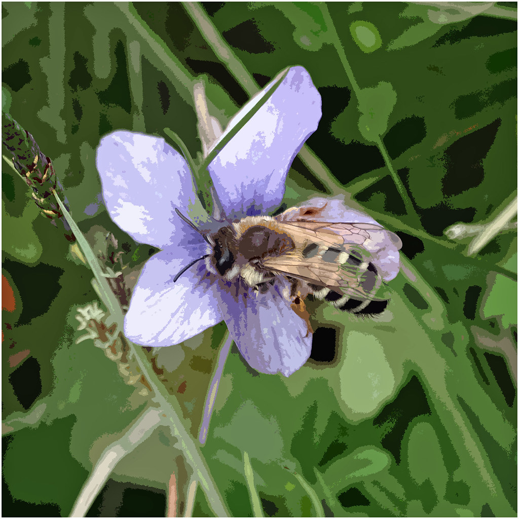 BEE ON FLOWER NOTELET | OLYMPUS DIGITAL CAMERA | Flickr