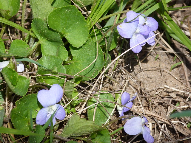 P1200972  Marsh Blue Violet