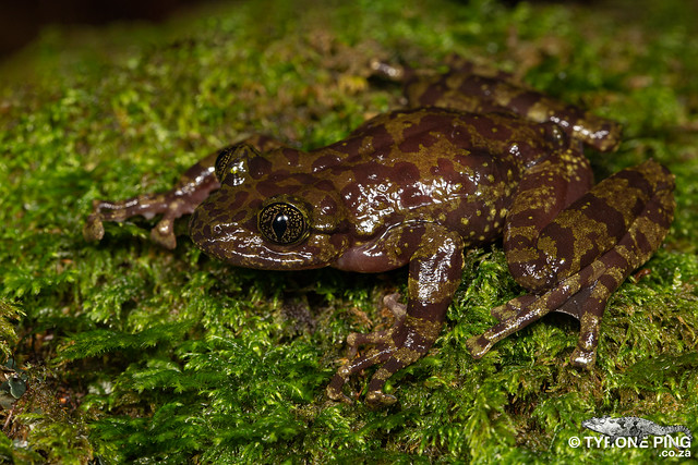 Heleophryne rosei - Table Mountain Ghost Frog