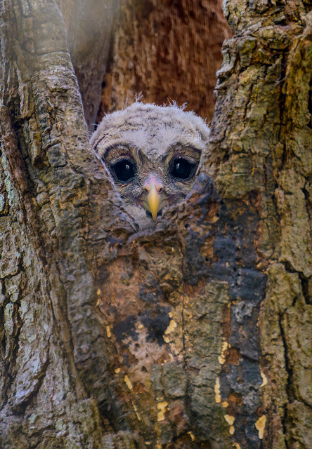 Baby Owl, Adorable