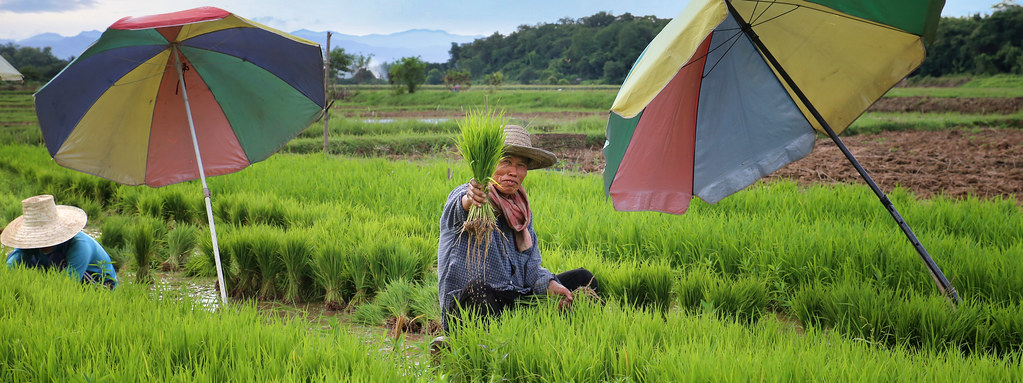 Stacked Rice Farm Thai rice farmer shows the bundling of the rice stalks | Flickr