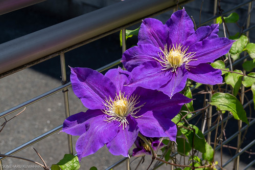 IMGP0196