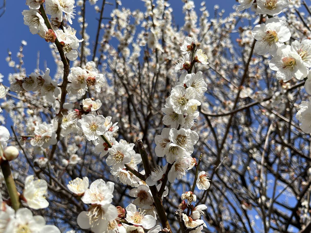高尾梅林ハイキング 満開の梅の花