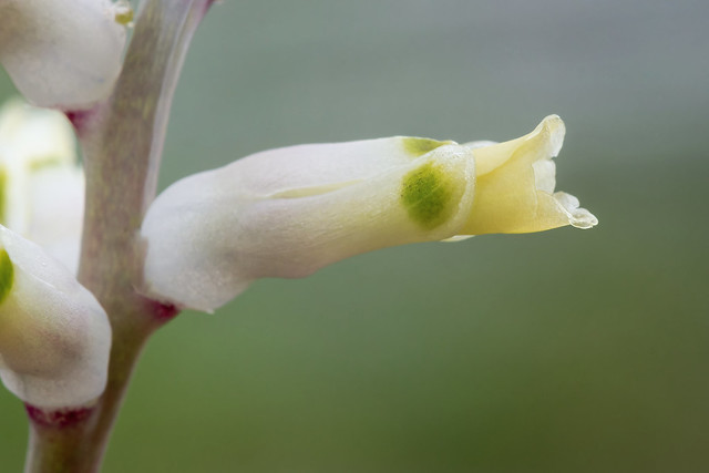 Lachenalia trichophylla 4625-1; Asparagaceae (1)