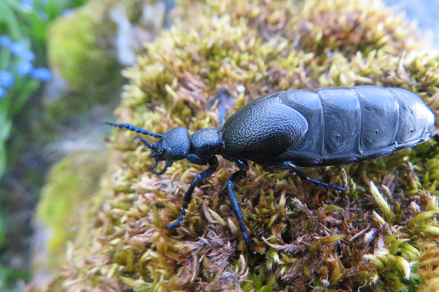 European oil beetle / Meloe proscarabaeus / Täkkeline villimardikas