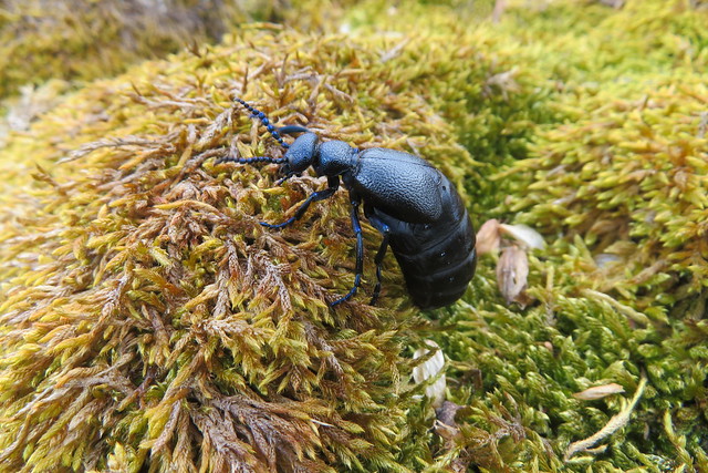 European oil beetle / Meloe proscarabaeus / Täkkeline villimardikas