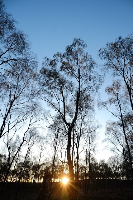 Spring silver birches  sunset starburst   FUJI0119