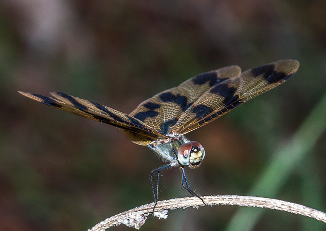 Graphic Flutterer - Rhyothemis graphiptera