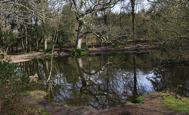 Pond in Thornecombe Woods , Dorset 080423 (1)