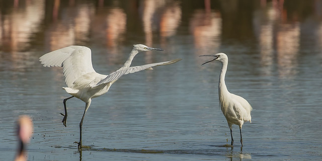 I Was Here First - Little Egrets