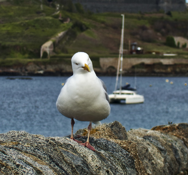 Alderney Seagull