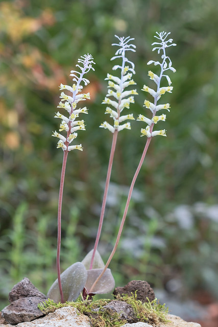 Lachenalia trichophylla 4625-1; Asparagaceae (2)