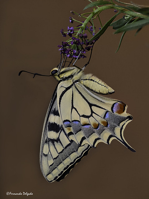 Borboleta cauda de Andorinha (Papilio machaon) | Swallowtail