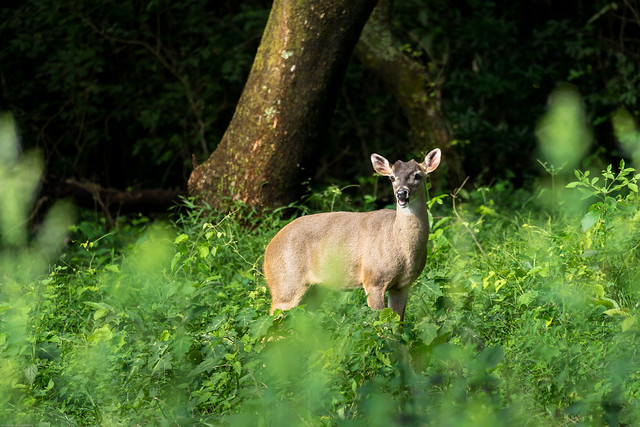 White-tailed deer | Weißwedelhirsch (Odocoileus virginianus), Parque Nacional Rincón de la Vieja, Costa Rica