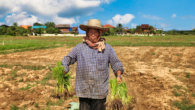 After harvesting, the bundled rice stalks are washed and dried