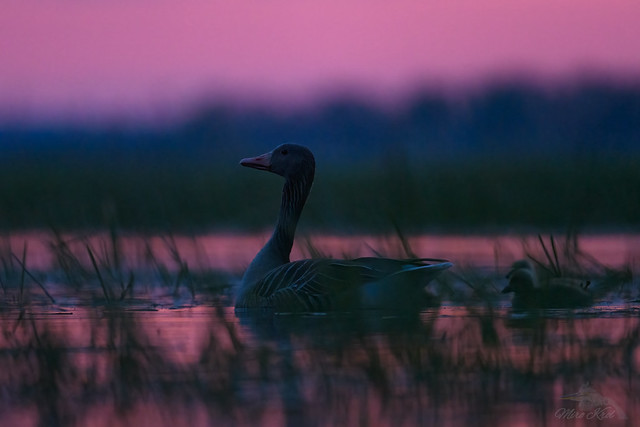 Geese before sunrise