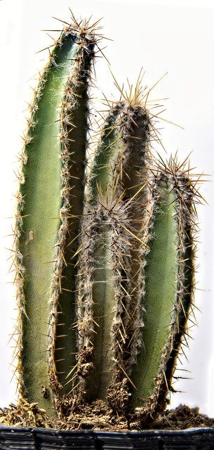 Focus stacked + Panoramic macro of cactus