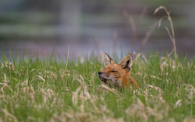 Renard roux / Red Fox [Vulpes vulpes]