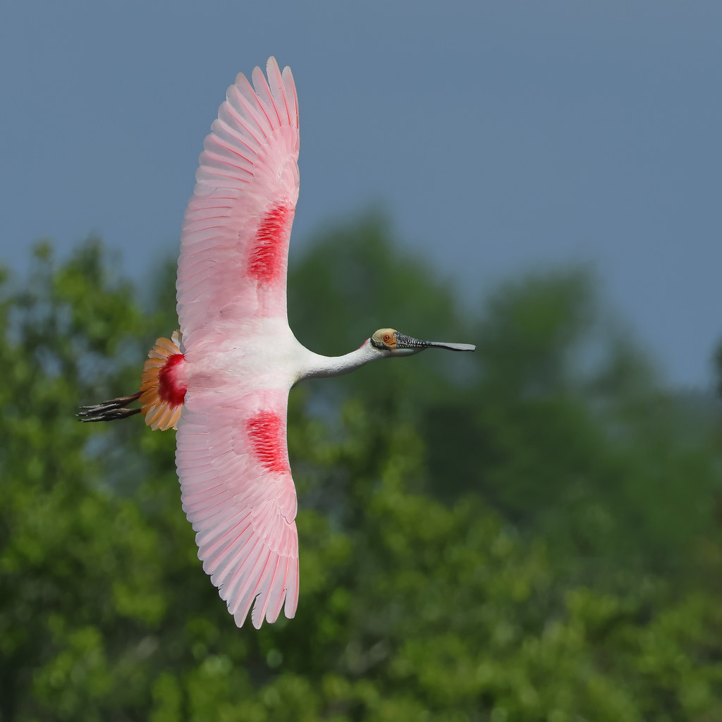 Rips Rookery Roseate Spoonbill | Seen at Rip's Rookery. 04-26-2023-Louisi… | Flickr