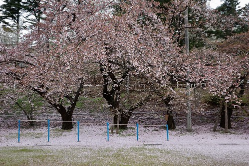 内野の桜 2023