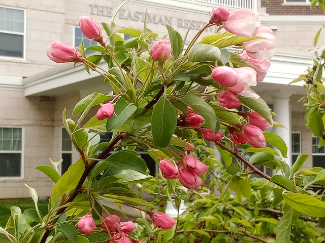 Spring Sakura Arrives