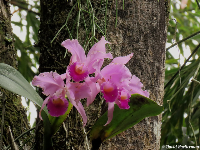Another great moment with a big flowered Cattleya trianae in situ (Colombia's national flower) during a 3 weeks tour I guided for Nature Experience, we observed more than 130 orchid species blooming in situ more many other endemic plants, birds, insects..
