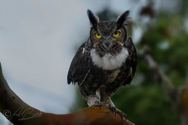 Great Horned Owl / Grand-duc d'Amérique