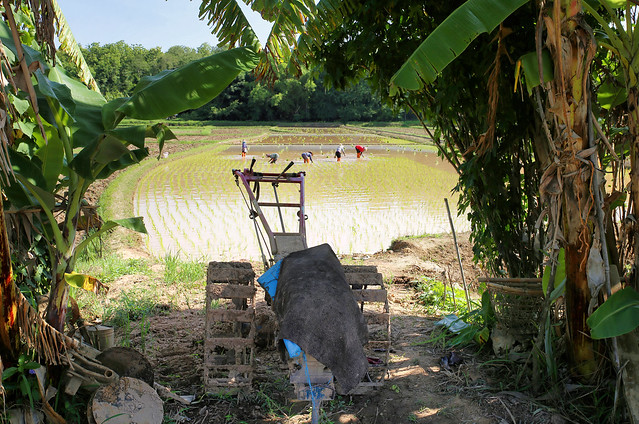 Planting rice after plowing the soil with a hand tractor