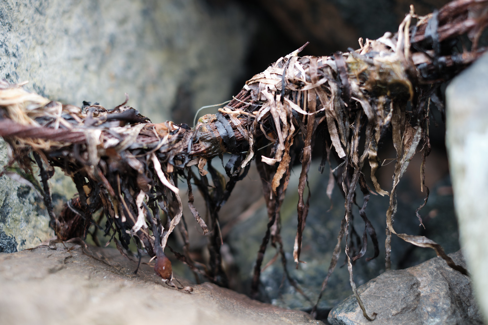Old rusty cable between rocks with dried seaweed hanging from it.