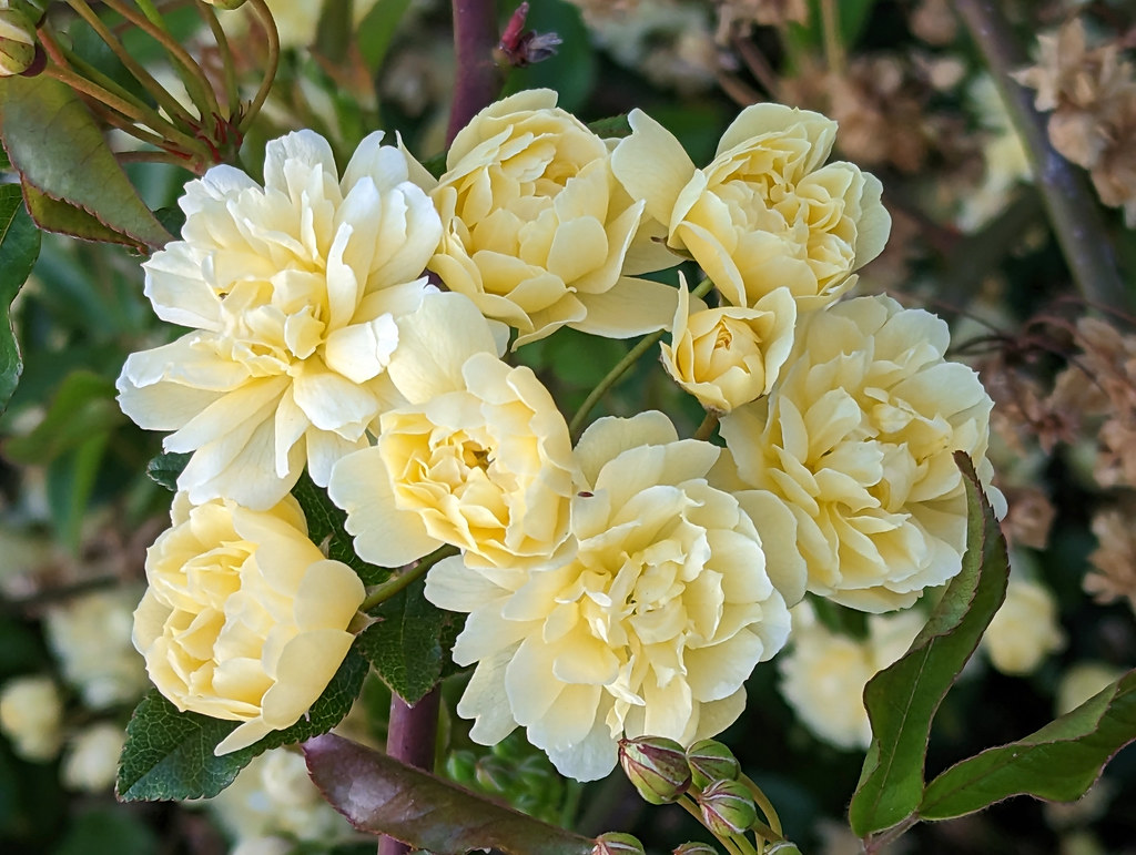 Lady Banks Rose Cluster