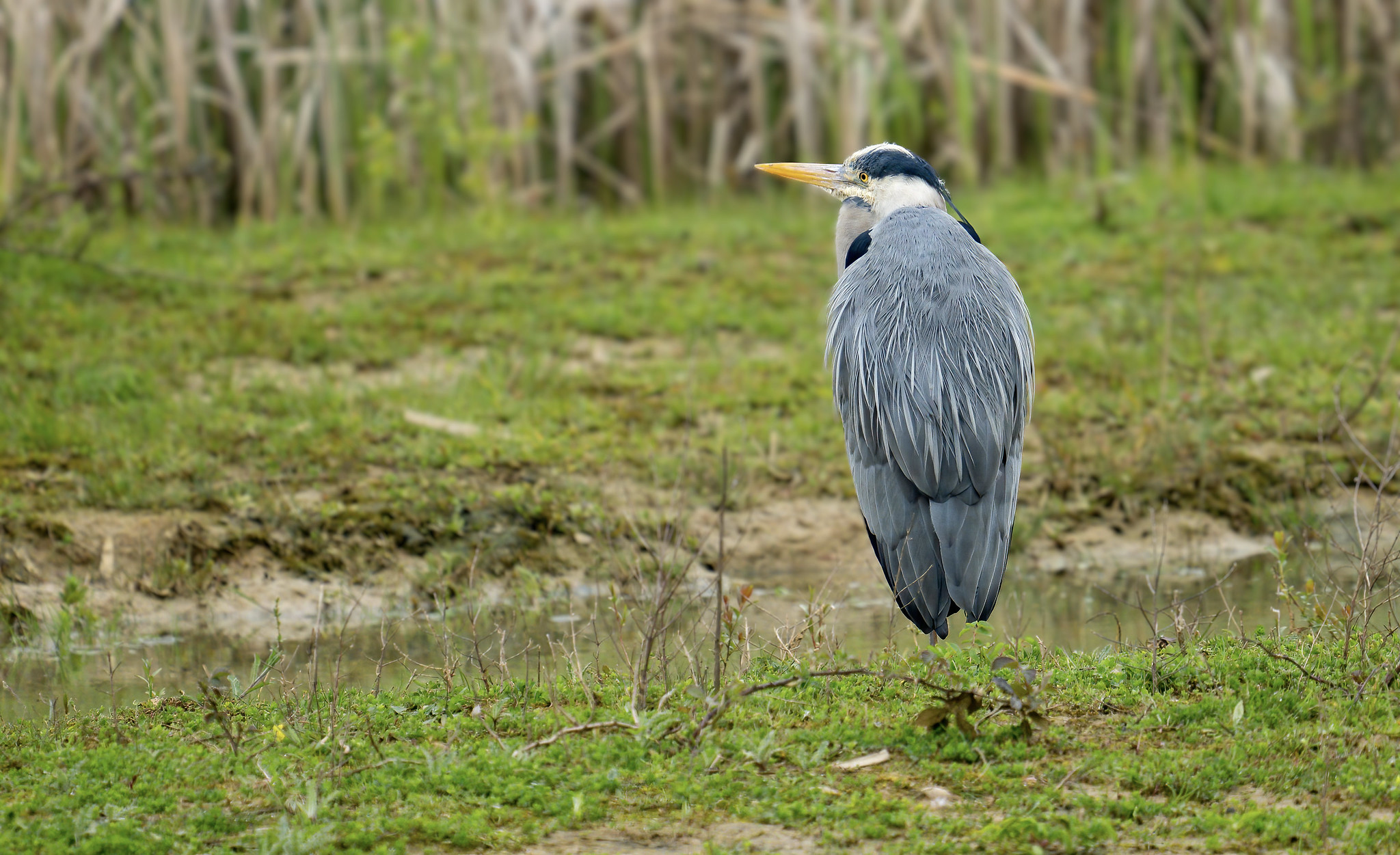 Grey Heron - levitating bizarrely - didn't notice at first :-)