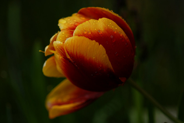 Another wet tulip