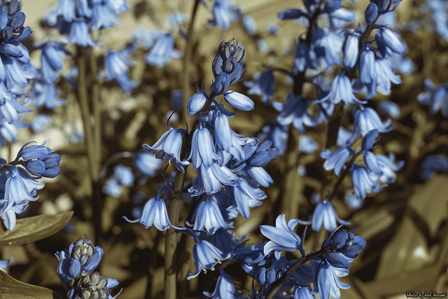 Bluebells Blooming
