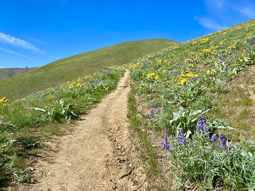 More wildflowers on the Chelan Butte Trail