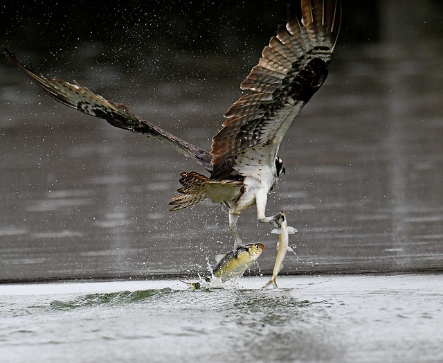 Osprey Catches 2 Fish with One Strike