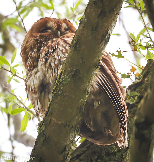 Bonus Tawny Owl 🌞