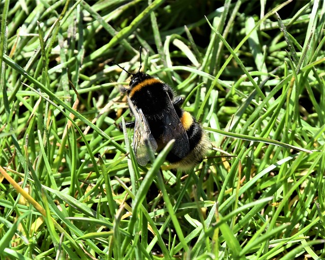 Buff-tailed bumblebee_0064
