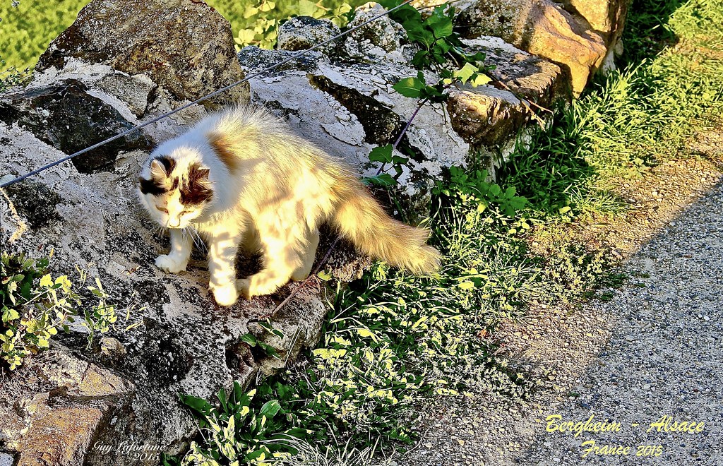 THIS BEAUTIFUL YOUNG CAT WAS FOLLOWING ME FOR ABOUT ONE  HOUR in BERGHEIM, ALSACE, FRANCE