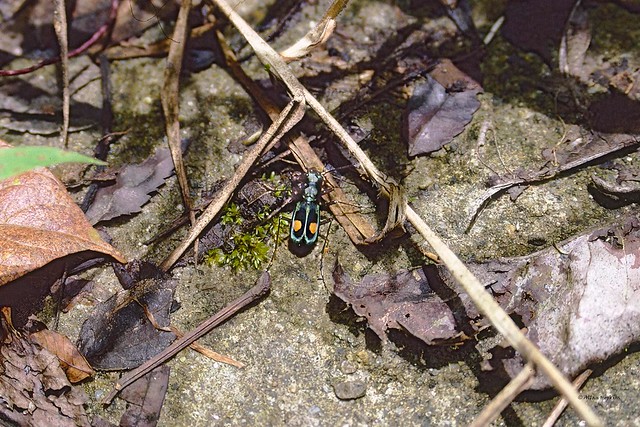 Pseudoxycheila bipustulata (a Montane Tiger Beetle)