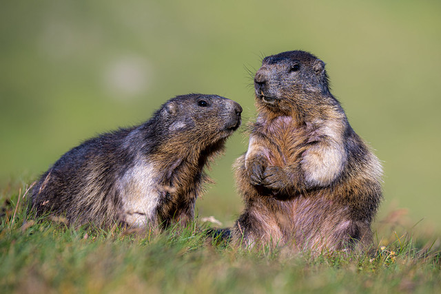 Marmots, Austria