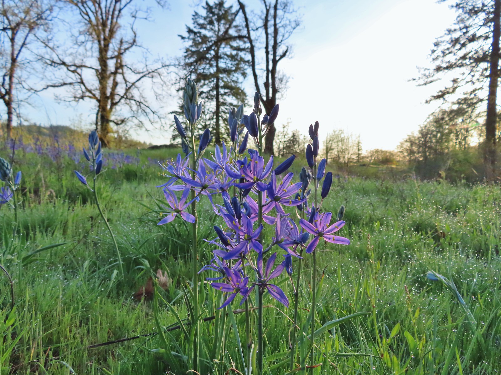 Camas