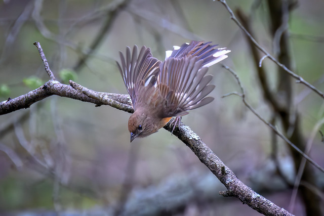 Eastern Towhee taking flight from a branch in the Great Swamp National Wildlife Refuge in Morris County, New Jersey