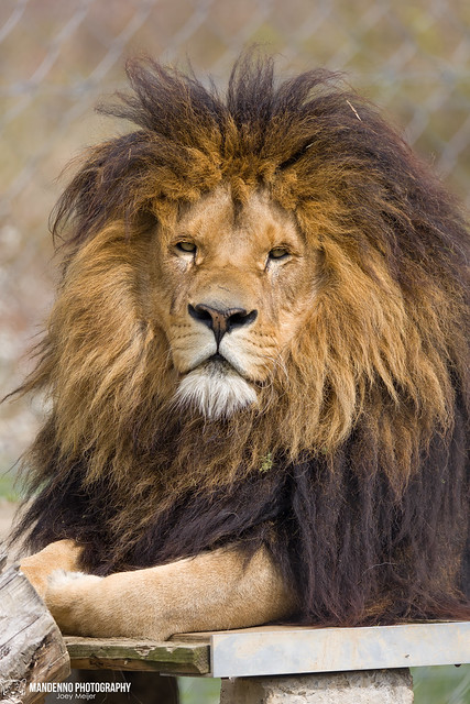 African Lion - Zoo Na Hrádečku