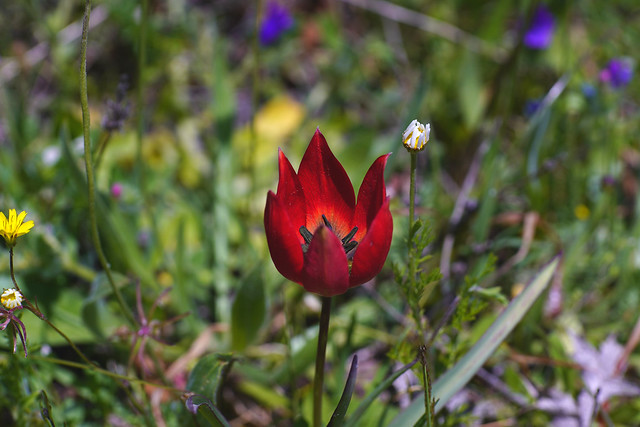 Tulipa in the forest