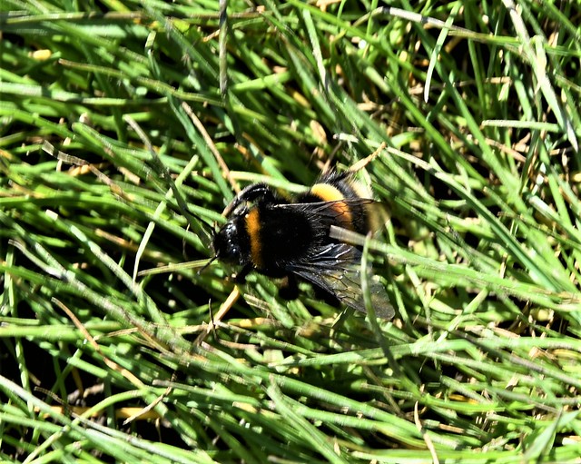 Buff-tailed bumblebee_0075
