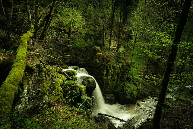 Spring In Black Forest