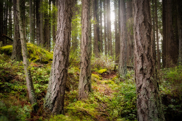 Pacific Northwest Rainforest Trail
