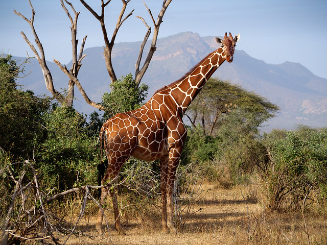 Endangered Giraffe